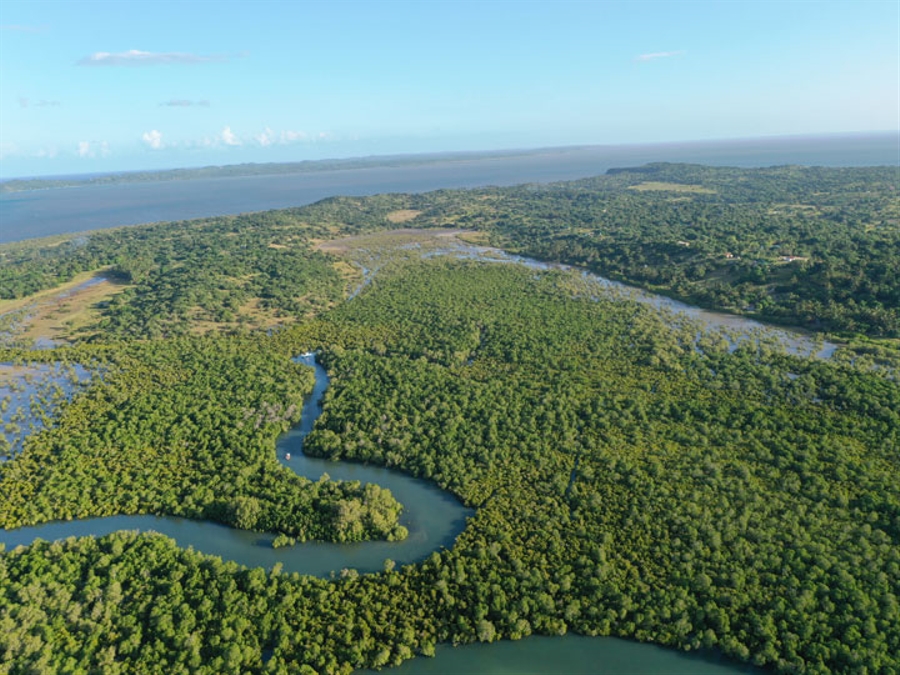 Island Estuary and Mangroves