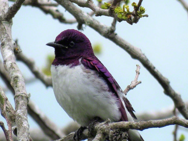 Birding page link